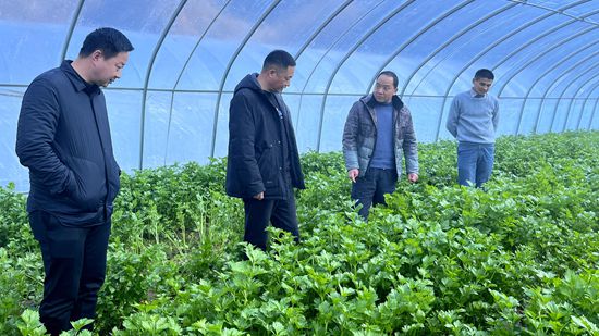 大木廠鎮：發展蔬菜產業 促進農業增效