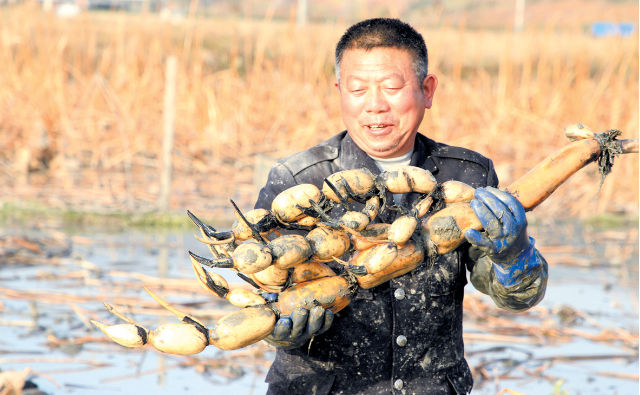 農業節水 蓮藕豐收