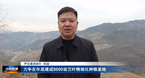 尹吉甫鎮：艾草種植培訓走進田間地頭 全鎮掀起艾草產業發展熱潮