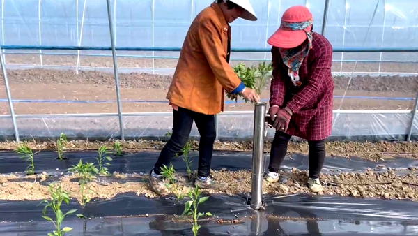 化龍堰鎮高橋村150個“共享菜園”被秒搶
