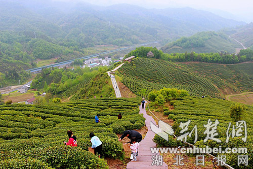 房縣窯淮茶園美如畫 游客紛紛入畫來