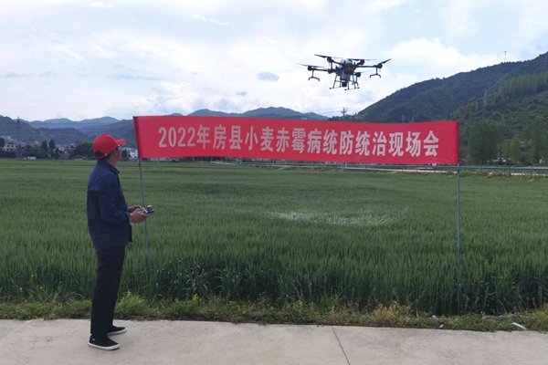 房縣全面開展小麥赤霉病防控 保夏糧增收