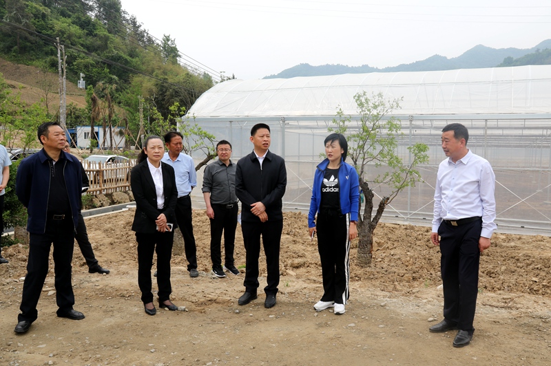 紀道清到窯淮鎮調研時強調：堅持黨建引領 放大產業優勢 推進全面振興