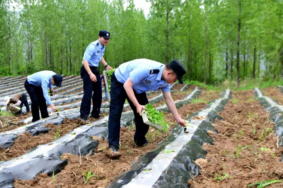 【我為群眾辦實(shí)事】人民警察為人民 移栽煙苗暖人心