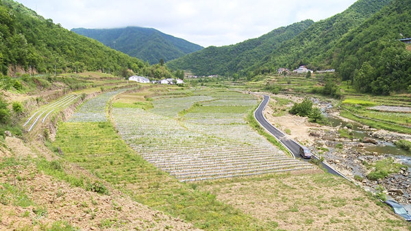 房縣：茶園套種蔬菜 賦能鄉(xiāng)村振興