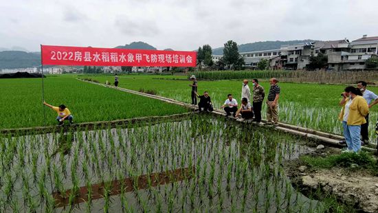 房縣舉辦水稻稻水象甲飛防現場會