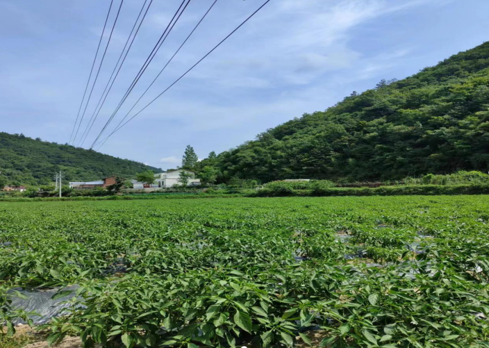 白鶴鎮：產業振興有創新 辣椒豐收欣農人