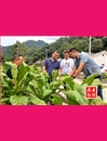 王斌調研上龕鄉抗旱救災情況