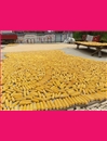 姚坪鄉肖家溝村：茶園套種玉米 產業助農增收