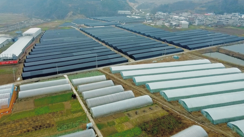 白鶴鎮：大棚“空檔期”種植羊肚菌  助力實現錢糧“雙增收”