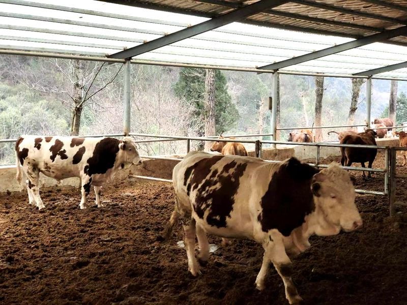 延伸種養殖鏈條 繪就鄉村振興新畫卷