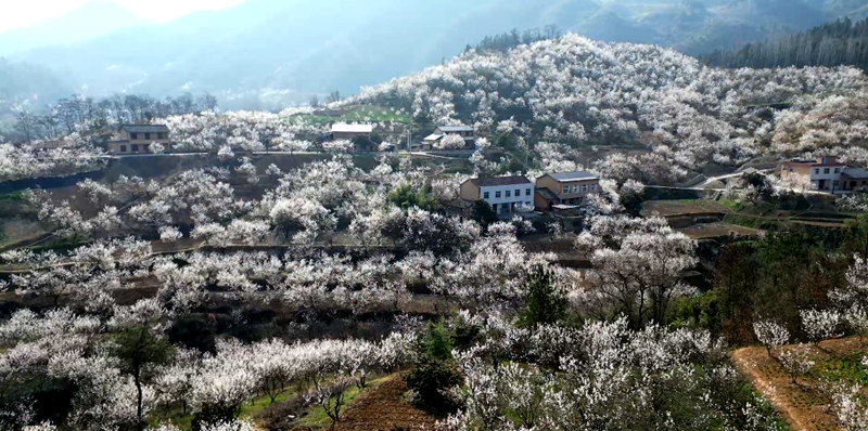 城關鎮(zhèn)八里村：萬畝櫻桃花開俏爭春