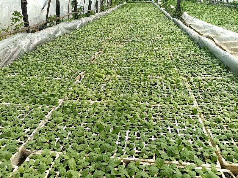 房縣九道鄉：“錨定”煙葉產業  助推鄉村振興