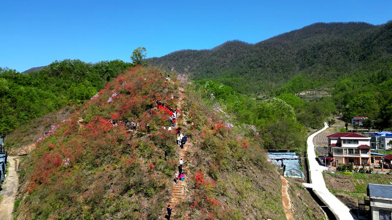 千家坪第二屆杜鵑節(jié)暨抖音大賽正式啟動