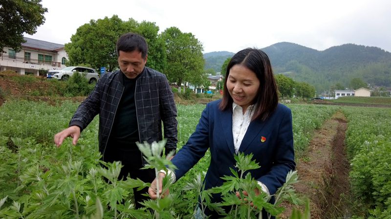 尹吉甫鎮(zhèn)雙灣村：發(fā)展艾草產(chǎn)業(yè) 促進村民增收