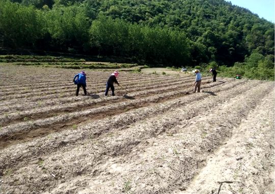 縣生物醫藥產業發展中心：三舉措助力播種中藥材16000畝