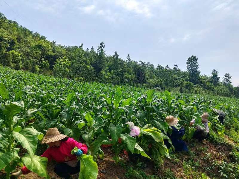 土城鎮：煙葉豐收趕“烤”忙