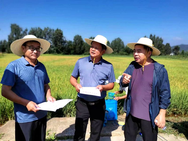 房縣： 無人機“飛防”病蟲害  確保水稻豐產