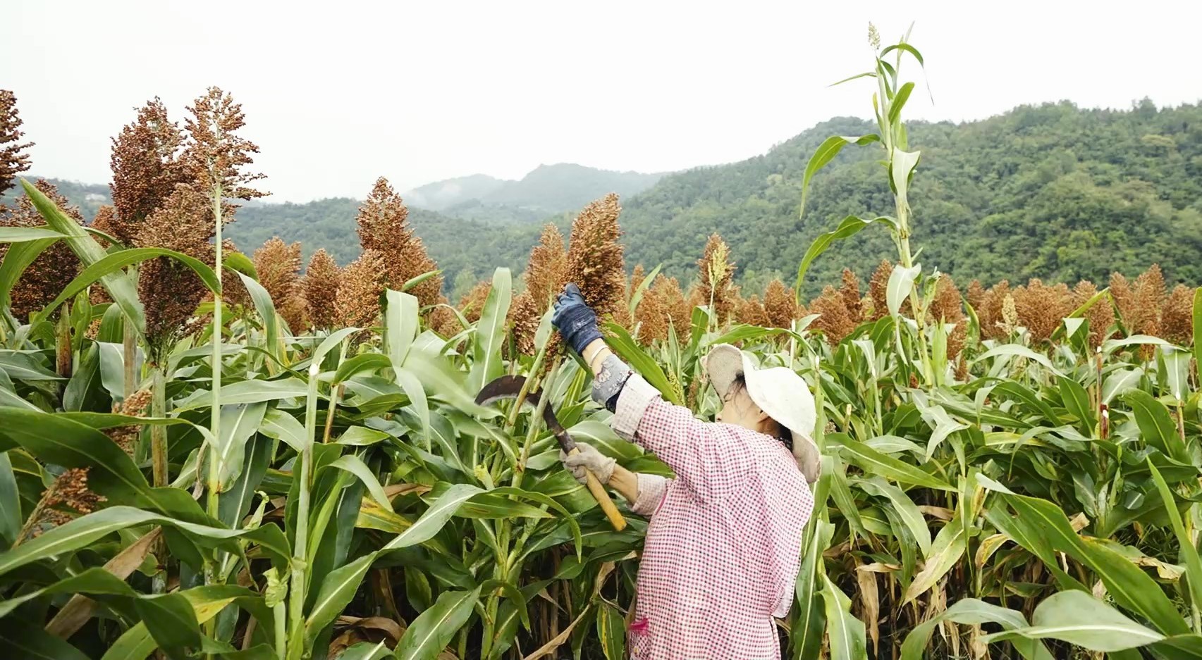 農(nóng)戶正在收割高粱.jpg