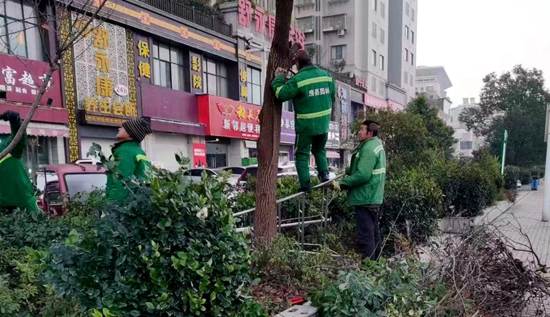 縣住建局：冬補新綠忙  城市換新裝