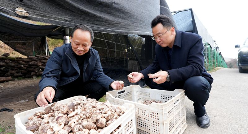 房縣鑫財集團啟動椴木食用菌收購工作